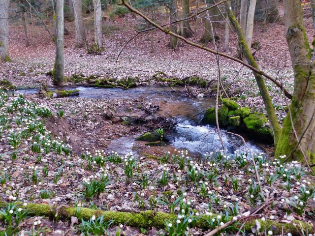 PP Čenkovička - bledule na břehu potoka Bystřec