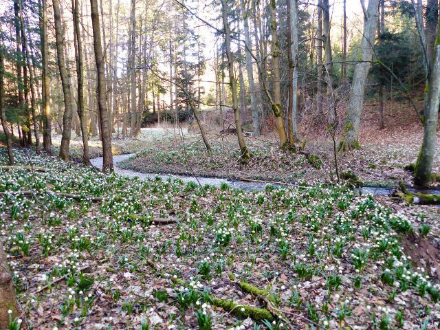 PP Čenkoviška - bledule podél potoka Bystřec