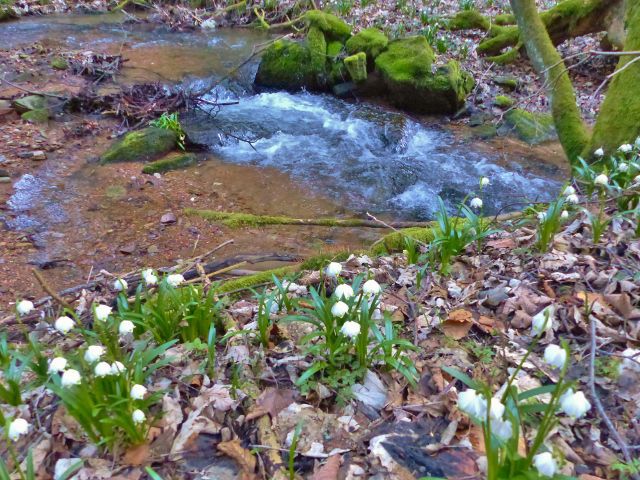 PP Čenkovička - bledule na břehu potoka Bystřec