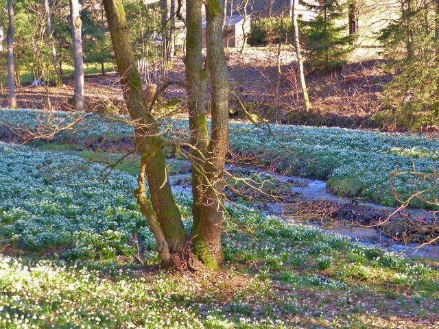 PP Čenkovička - bledule lemují potok Bystřec