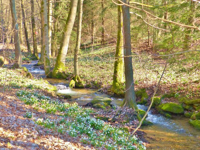 PP Čenkovička - potok Bystřec