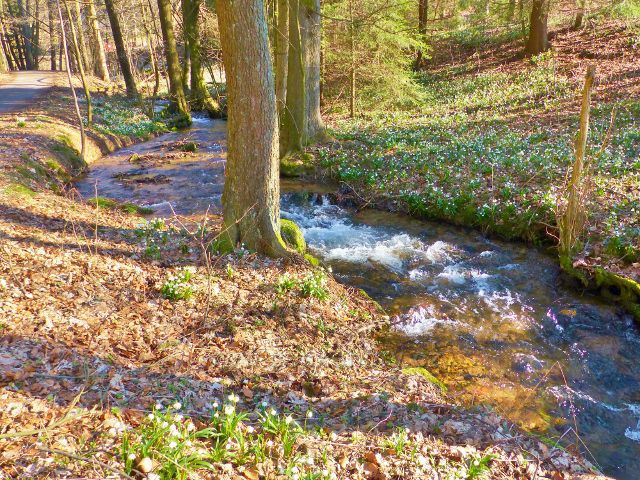 PP Čenkovička - potok Bystřec