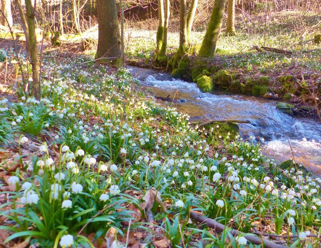 PP Čenkovička - bledule na břehu potoka Bystřec v horní části památky