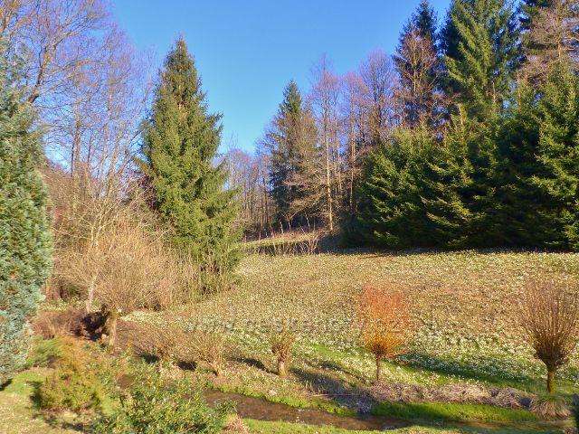 PP Čenkovička - bledule ve svahu nad potokem Bystřec