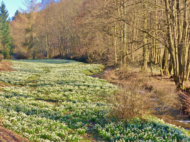 PP Čenkovička - bledule v horní části údolí potoka Bystřec