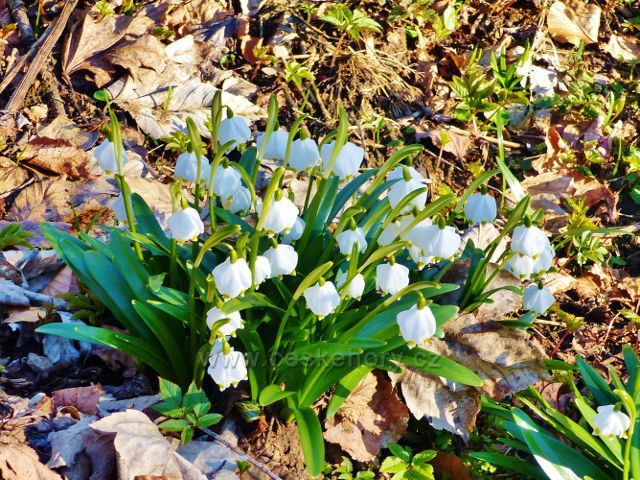 PP Čenkovička - bledule v horní části údolí potoka Bystřec