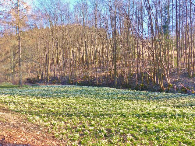 PP Čenkovička - bledule v horní části potoka Bystřec