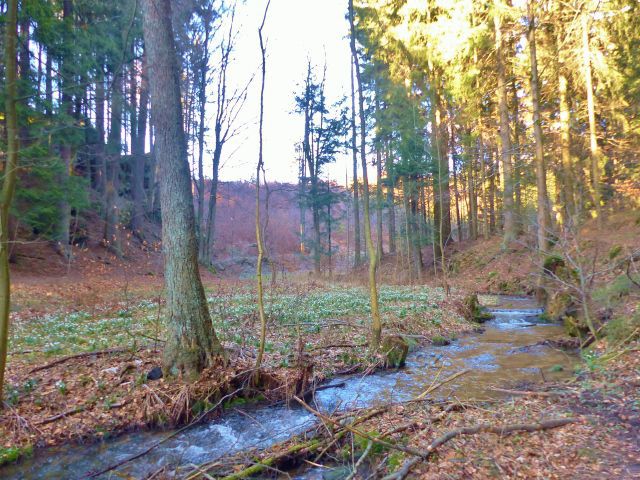 PP Čenkovička - bledule na břehu potoka Bystřec