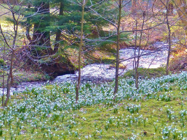 PP Čenkovička - bledule na břehu potoka Bystřec