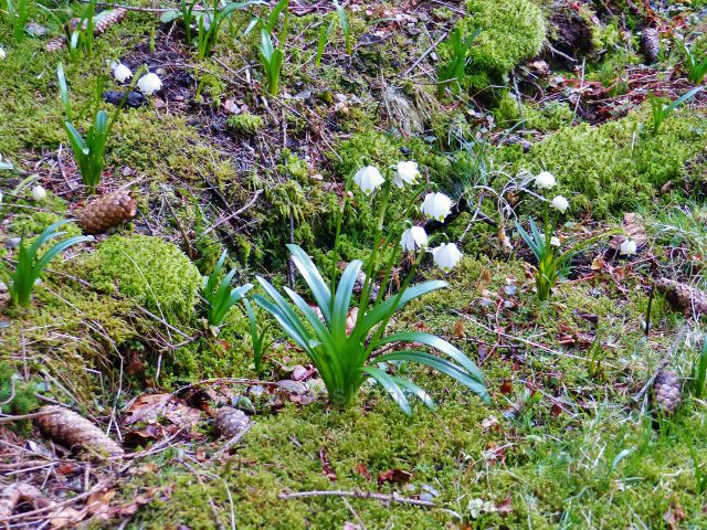 PP Čenkovička - bledule na břehu potoka Bystřec