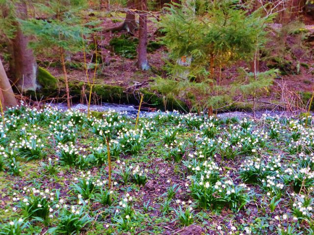 PP Čenkovička - bledule na břehu potoka Bystřec