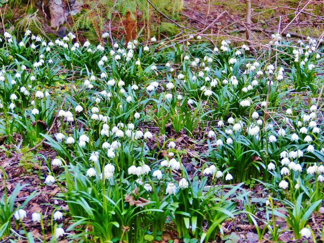 PP Čenkovička - bledule na břehu potoka Bystřec