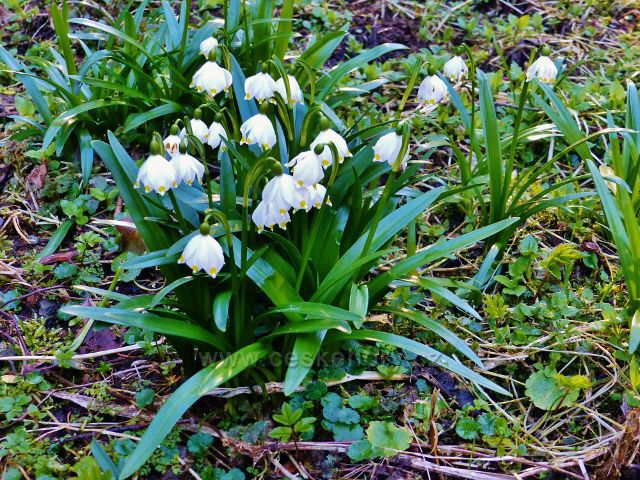 PP Čenkovička -§ bledule na břehu potoka\ Bystřec