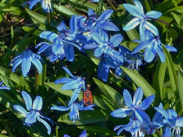 Žamberk - Ruměnice pospolná na květu ladoňky sibiřské