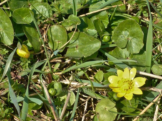 Žamberk - orsej jarní u cesty Ke Střelnici