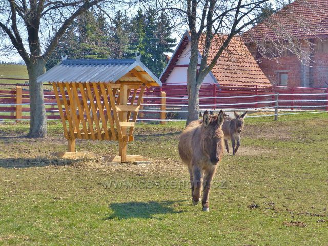 Helvíkovice - oslíci ve výběhu u farmy  na Popluží