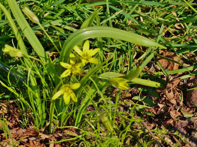 Helvíkovice - křivatec žlutý na Popluží