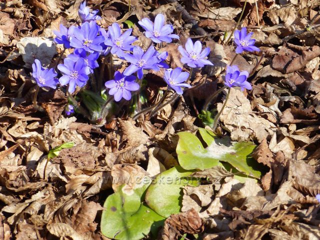 Helvíkovice - jaterník podléška na Popluží