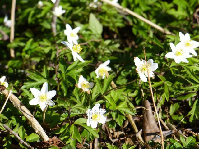 Helvíkovice - sasanka hajní na břehu Horeckého potoka