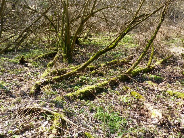 Helvíkovice - břeh Horeckého potoka
