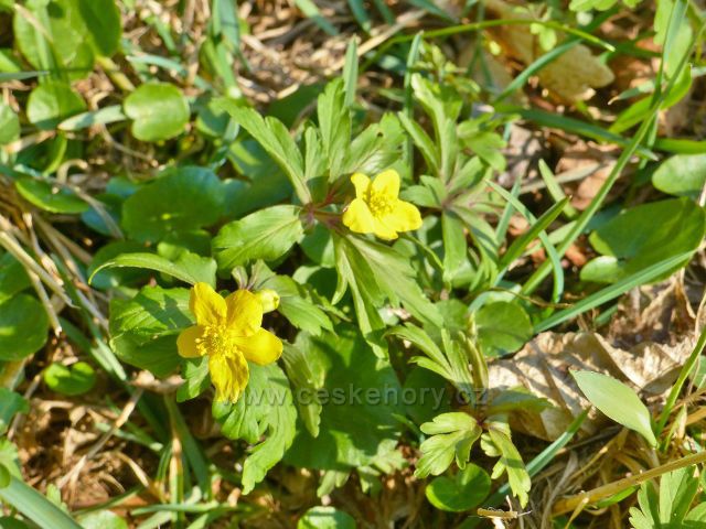 Helvíkovice - sasanka pryskyřníkovitá na břehu Horeckého potoka