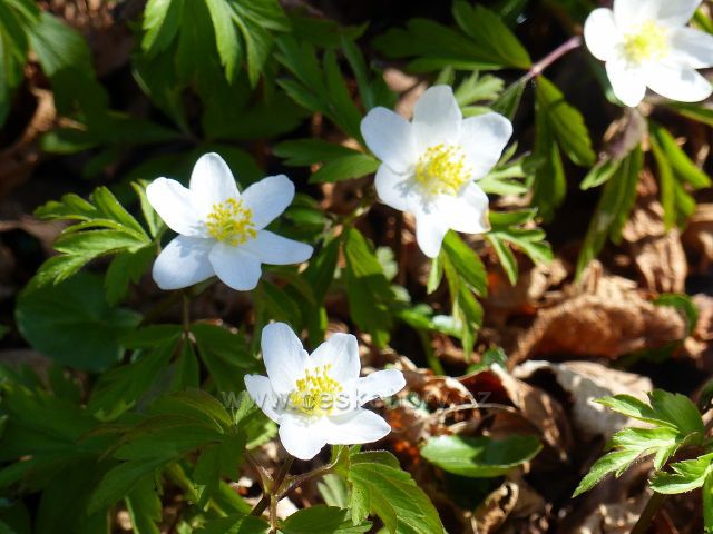 Helvíkovice - sasanky hajní na břehu Divoké Orlice
