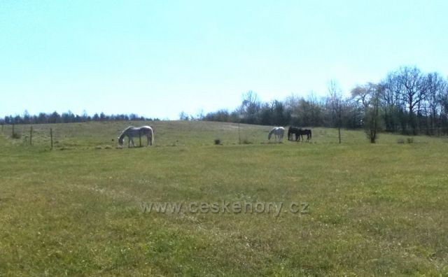 Na pastvině u Žumberku