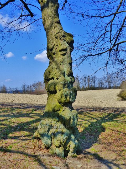 Žamberk - kmen lípy v parčíku na Rozálce