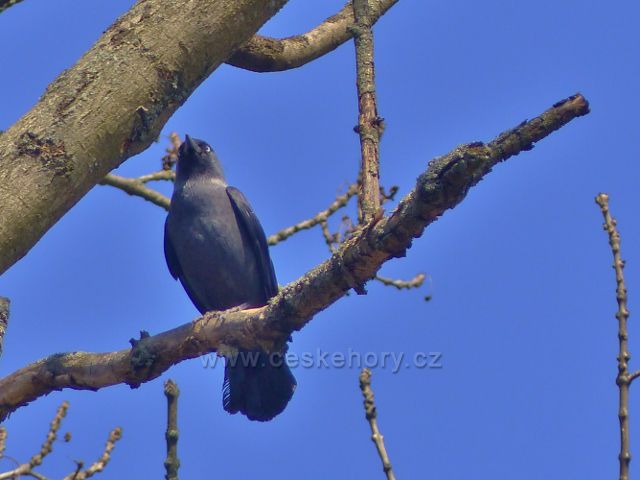 Žamberk - holub hřivnáč v parčíku na Rozálce