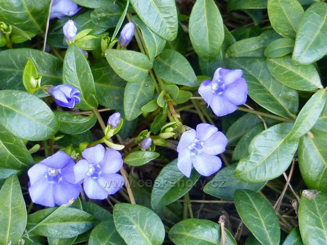 Žamberk - barvínek v remízku na letišti