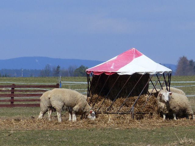 Žamberk -ovce na Popluží. V pozadí Zakletý(991 m.n.m.) v Orlických horách