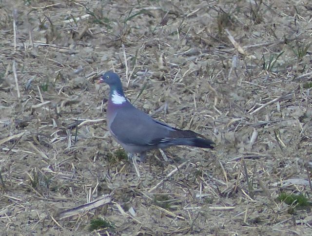 Žamberk - holub hřivnáč na poli U Pěti ran