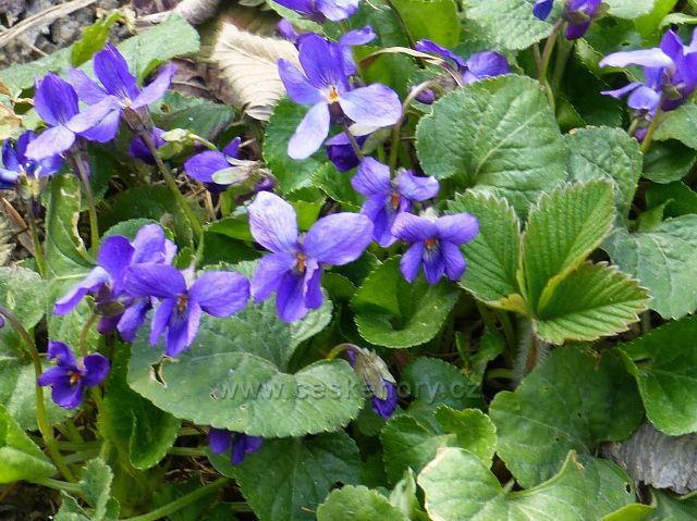Žamberk - fialky u cesty Ke Střelnici