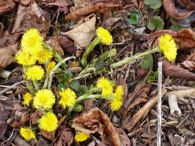 Žamberk - podběl v lese pod hřbitovem