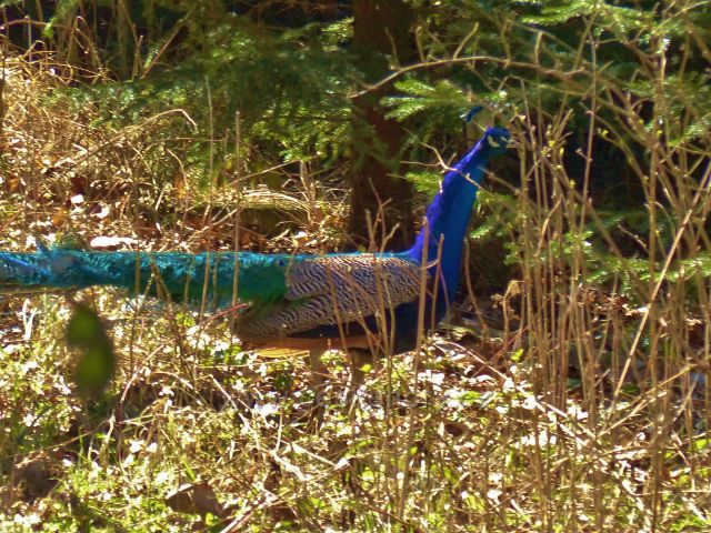 Helvíkovice - nečekané setkání s pávem v lese