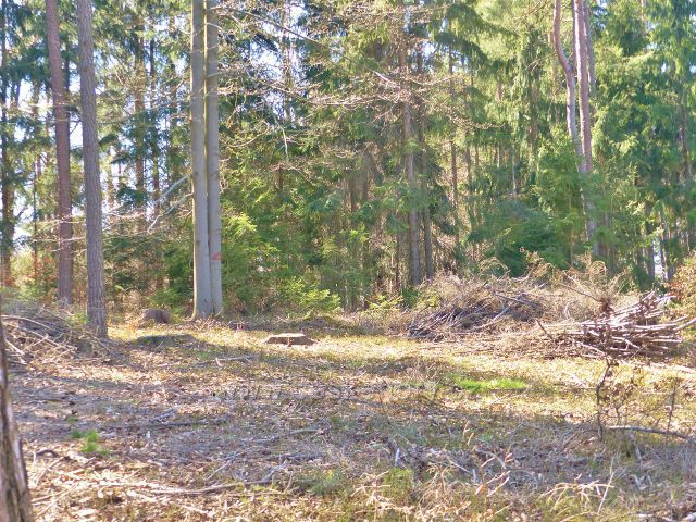 Písečná - vrchol kopce "Na Vrších"  507 m.n.m.