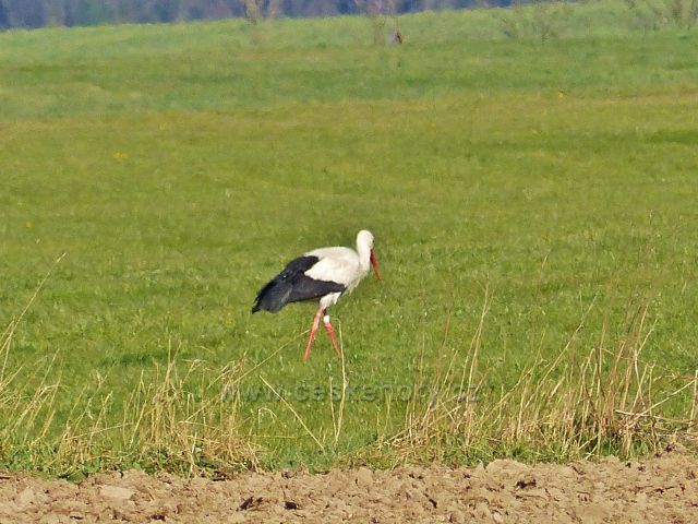 Na žamberském letišti přistál čáp