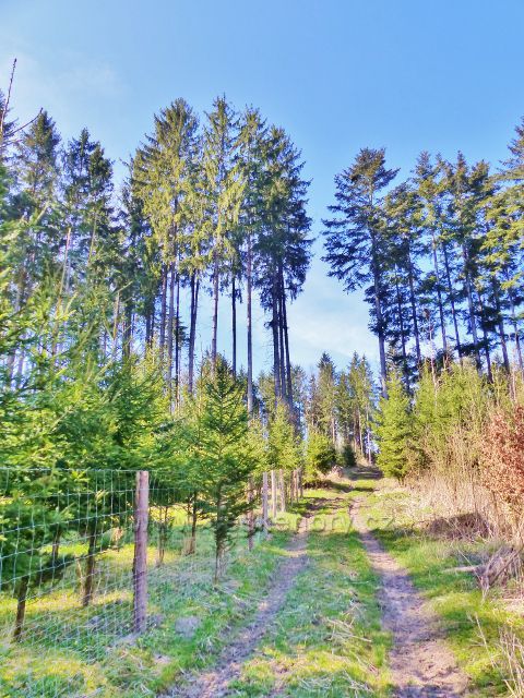 Helvíkovice - cesta k vrcholu Homole