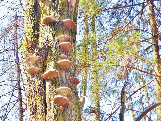 Troudnatec kopytovitý na javoru nad cestou k vrchu Hůrka u České Rybné