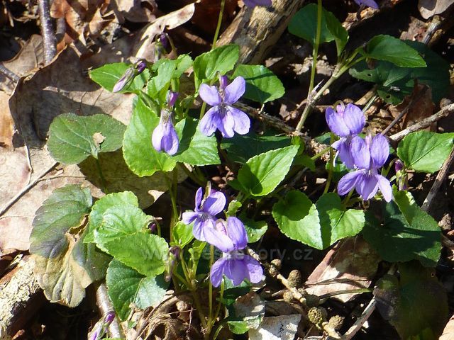 Fialky u cesty k vrchu Hůrka u České Rybné
