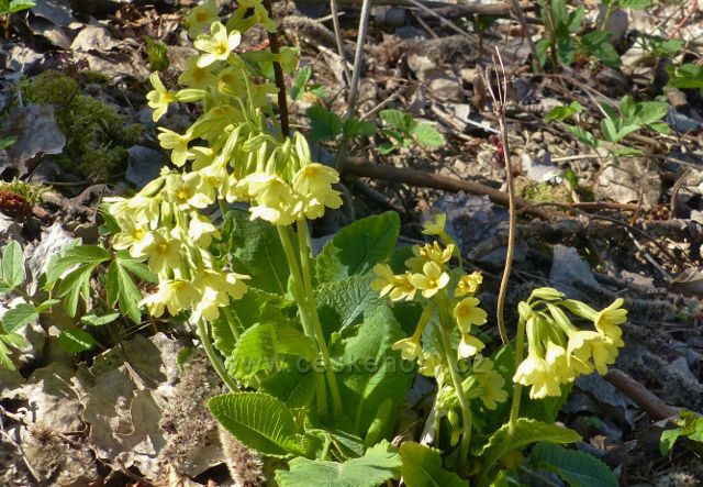 Opožděně kvetoucí petrklíče na úbočí Hůrky