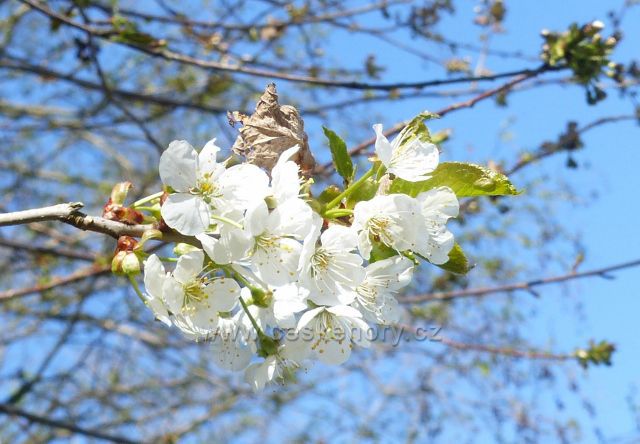 Kvetoucí třešeň "ptáčnice" na okraji lesního porostu na úbočí Hůrky