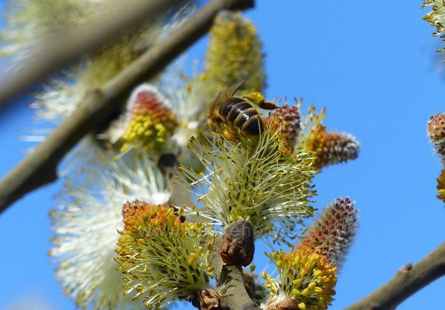 Kvetoucí jíva na úbočí Hůrky