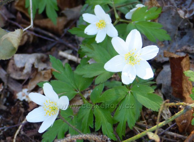 Sasanky na úbočí Hůrky