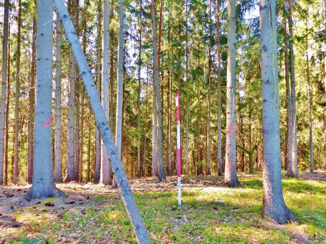 Vrchol Hůrky u České Rybné (558 m.n.m.)