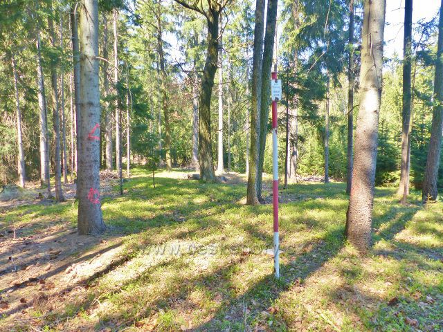 Vrchol Hůrky u České Rybné (558 m.n.m.)