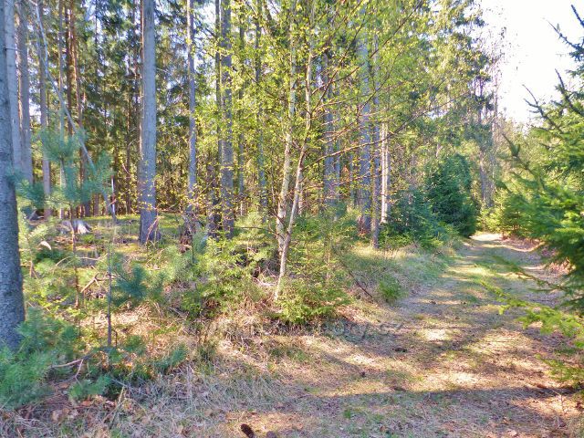 Vrchol Hůrky u České Rybné je jen několik kroků od "hřebenovky"