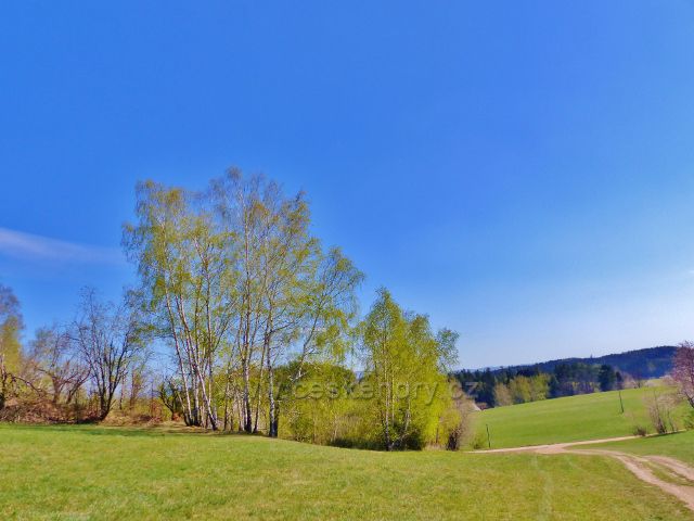 Česká Rybná - břízy na úpatí Hůrky