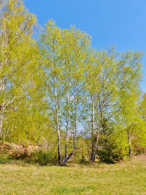 Česká Rybná - břízy na úpatí Hůrky