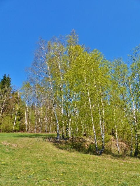 Česká Rybná - břízy v Prajsku na úpatí Hůrky